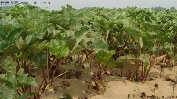 北沙參種子發(fā)芽出苗圖片 北沙參種子發(fā)芽出苗圖片