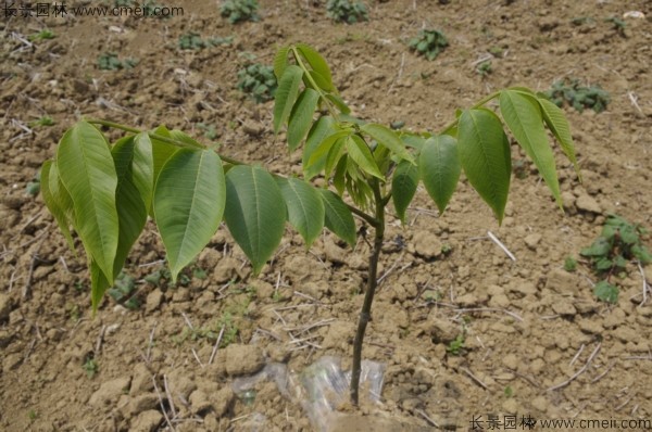 山核桃種子發(fā)芽出苗圖片 山核桃種子發(fā)芽出苗圖片