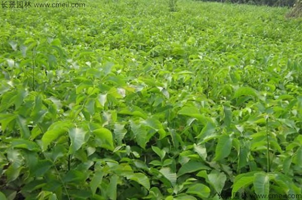 山核桃種子發(fā)芽出苗圖片 山核桃種子發(fā)芽出苗圖片
