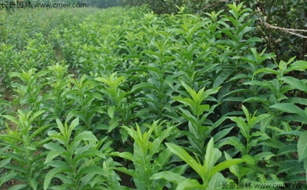 絲棉木種子發(fā)芽出苗圖片 絲棉木種子發(fā)芽出苗圖片