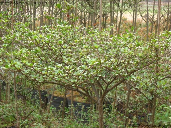 小葉欖仁種子發(fā)芽出苗圖片 小葉欖仁種子發(fā)芽出苗圖片