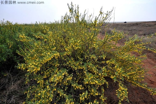 檸條種子發(fā)芽出苗開花圖片 檸條種子發(fā)芽出苗開花圖片