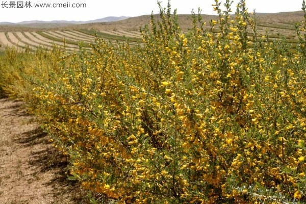 檸條種子發(fā)芽出苗開花圖片 檸條種子發(fā)芽出苗開花圖片