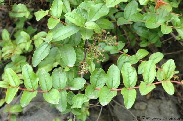 馬桑種子發(fā)芽出苗圖片 馬桑種子發(fā)芽出苗圖片