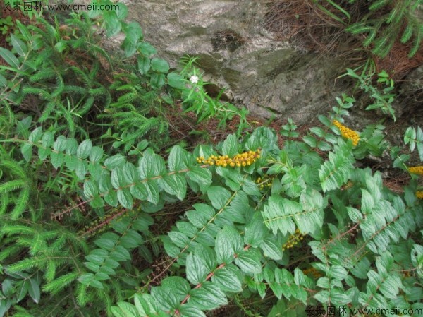 馬桑種子發(fā)芽出苗圖片 馬桑種子發(fā)芽出苗圖片