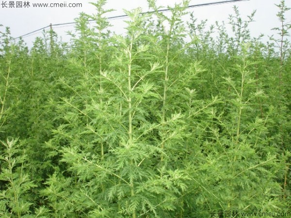 青蒿種子發(fā)芽出苗圖片 青蒿種子發(fā)芽出苗圖片