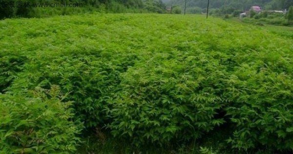 黃柏種子發(fā)芽出苗圖片 黃柏種子發(fā)芽出苗圖片
