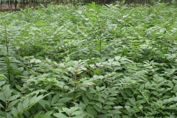 黃柏種子發(fā)芽出苗圖片 黃柏種子發(fā)芽出苗圖片