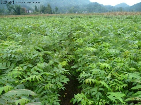 黃柏種子發(fā)芽出苗圖片 黃柏種子發(fā)芽出苗圖片