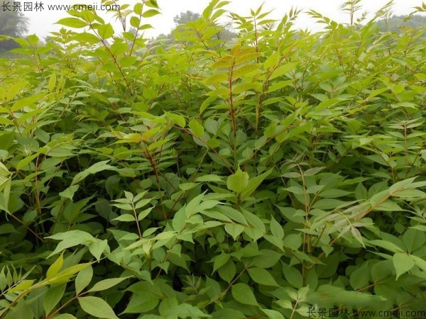 黃柏種子發(fā)芽出苗圖片 黃柏種子發(fā)芽出苗圖片