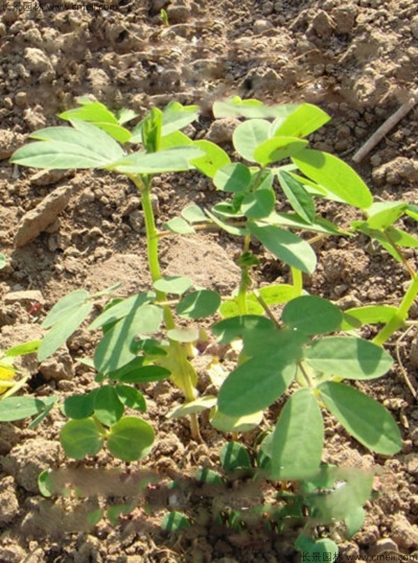 決明子種子發(fā)芽出苗圖片 決明子種子發(fā)芽出苗圖片