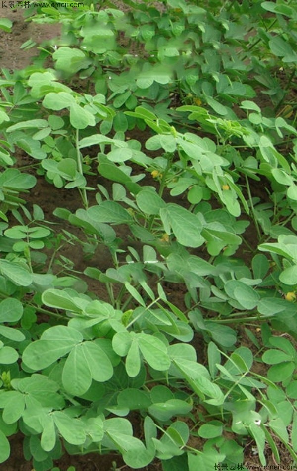 決明子種子發(fā)芽出苗圖片 決明子種子發(fā)芽出苗圖片