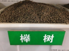 櫸樹(shù)種子適合什么時(shí)候播種  怎么種