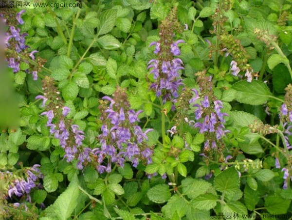 丹參種子發(fā)芽出苗開花圖片 丹參種子發(fā)芽出苗開花圖片