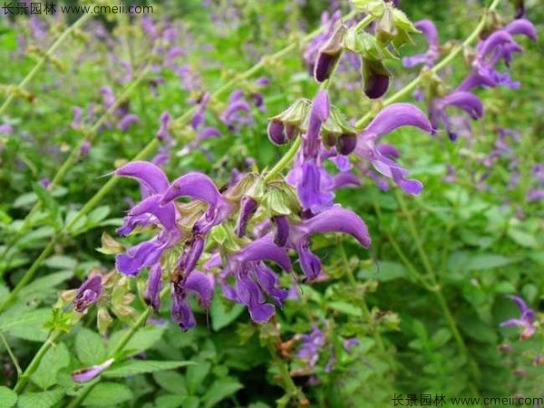 丹參種子發(fā)芽出苗開花圖片 丹參種子發(fā)芽出苗開花圖片