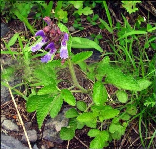 丹參種子發(fā)芽出苗開花圖片 丹參種子發(fā)芽出苗開花圖片