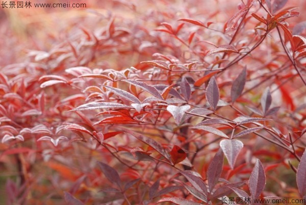 南天竹種子發(fā)芽出苗圖片 南天竹種子發(fā)芽出苗圖片