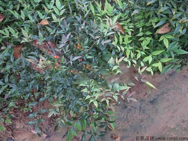 南天竹種子發(fā)芽出苗圖片 南天竹種子發(fā)芽出苗圖片