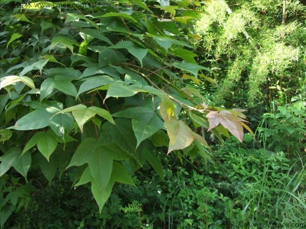 楓香種子發(fā)芽出苗圖片 楓香種子發(fā)芽出苗圖片