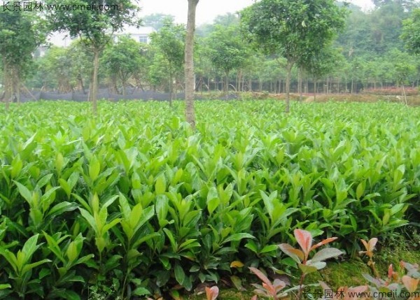 法國冬青種子發(fā)芽出苗圖片 法國冬青種子發(fā)芽出苗圖片