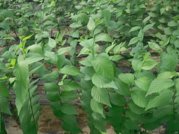 白榆種子發(fā)芽出苗圖片 白榆種子發(fā)芽出苗圖片