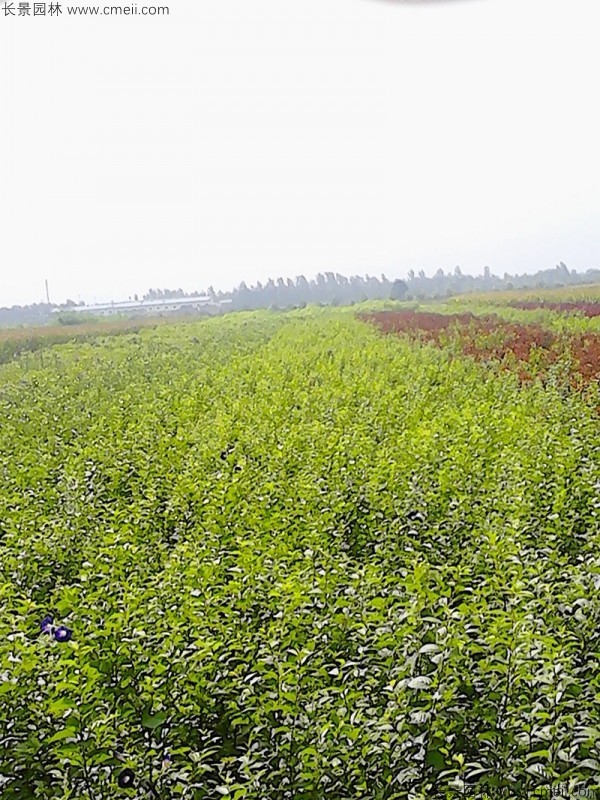 白榆種子發(fā)芽出苗圖片 白榆種子發(fā)芽出苗圖片