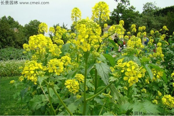 白芥子種子發(fā)芽出苗開花圖片 白芥子種子發(fā)芽出苗開花圖片