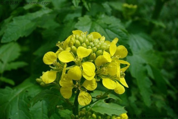 白芥子種子發(fā)芽出苗開花圖片 白芥子種子發(fā)芽出苗開花圖片