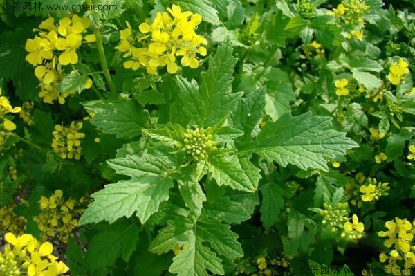白芥子種子發(fā)芽出苗開花圖片 白芥子種子發(fā)芽出苗開花圖片