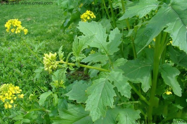白芥子種子發(fā)芽出苗開花圖片 白芥子種子發(fā)芽出苗開花圖片
