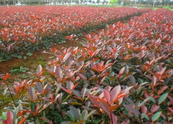 紅葉石楠種子發(fā)芽出苗圖片 紅葉石楠種子發(fā)芽出苗圖片
