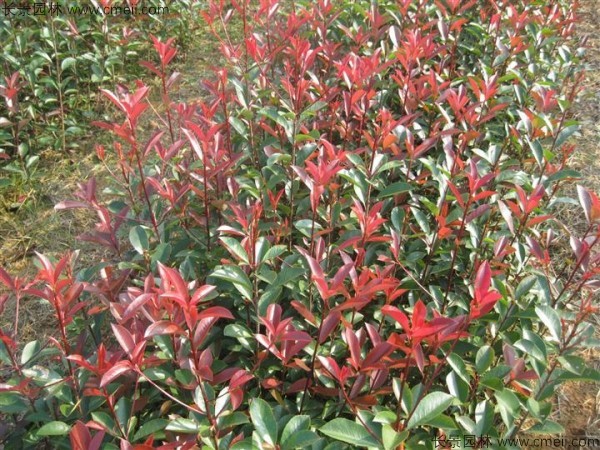 紅葉石楠種子發(fā)芽出苗圖片 紅葉石楠種子發(fā)芽出苗圖片