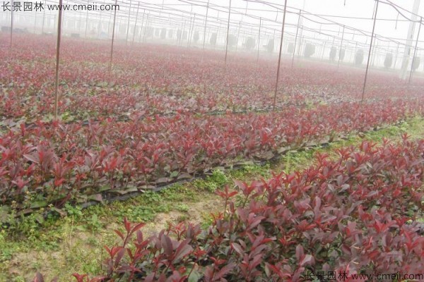 紅葉石楠種子發(fā)芽出苗圖片 紅葉石楠種子發(fā)芽出苗圖片