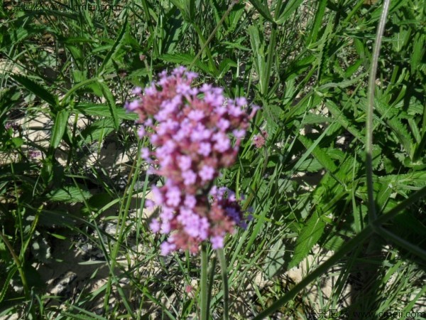 馬鞭草種子發(fā)芽出苗開花圖片 馬鞭草種子發(fā)芽出苗開花圖片