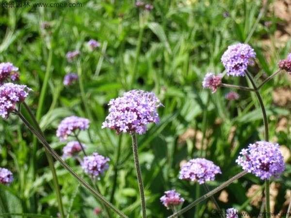 馬鞭草種子發(fā)芽出苗開花圖片 馬鞭草種子發(fā)芽出苗開花圖片