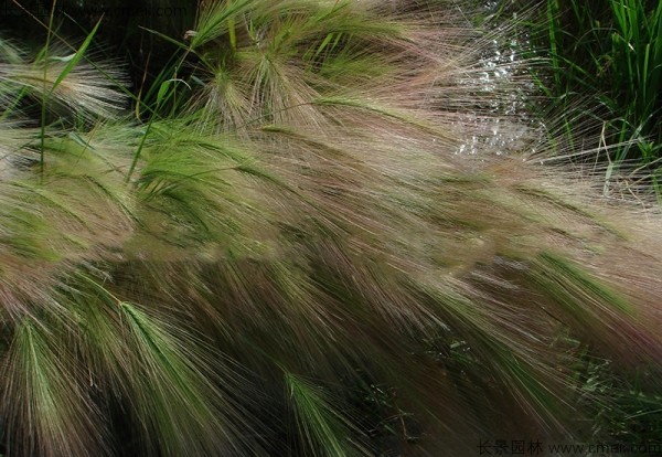 狗尾草種子發(fā)芽出苗圖片 狗尾草種子發(fā)芽出苗圖片