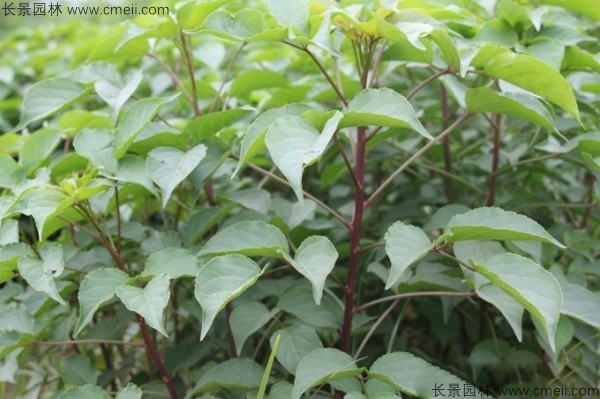 重陽木種子發(fā)芽出苗圖片 重陽木種子發(fā)芽出苗圖片