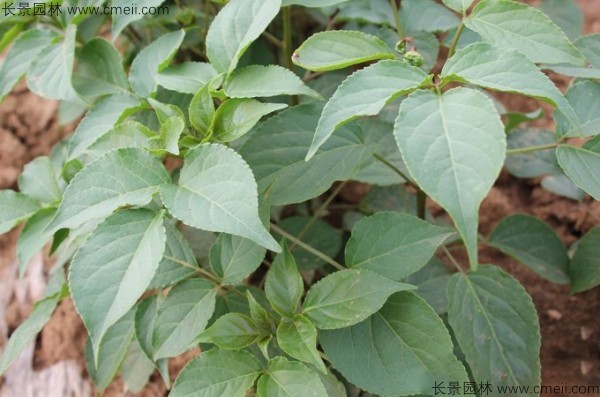 重陽木種子發(fā)芽出苗圖片 重陽木種子發(fā)芽出苗圖片