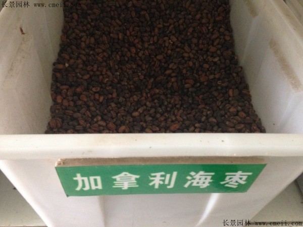 加拿利海棗種子圖片 加拿利海棗種子圖片