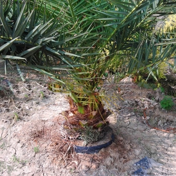 加拿利海棗種子發(fā)芽出苗圖片 加拿利海棗種子發(fā)芽出苗圖片