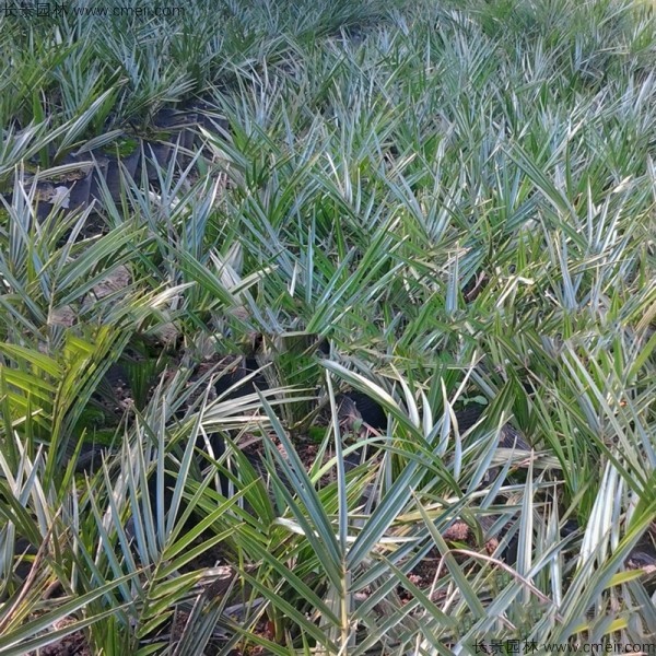 加拿利海棗種子發(fā)芽出苗圖片 加拿利海棗種子發(fā)芽出苗圖片