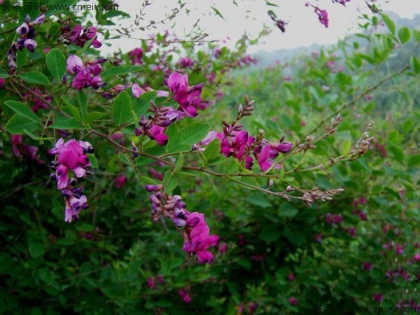 胡枝子種子發(fā)芽出苗開花圖片 胡枝子種子發(fā)芽出苗開花圖片