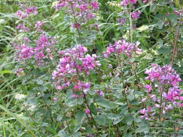 胡枝子種子發(fā)芽出苗開花圖片 胡枝子種子發(fā)芽出苗開花圖片