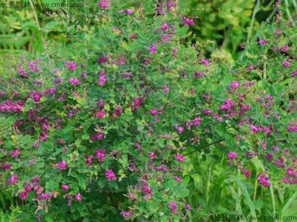 胡枝子種子發(fā)芽出苗開花圖片 胡枝子種子發(fā)芽出苗開花圖片