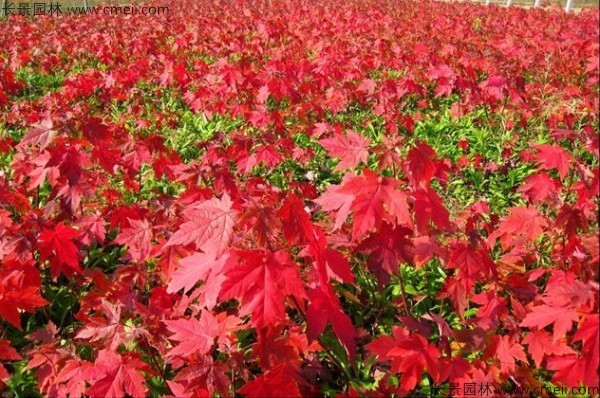 美國(guó)紅楓種子發(fā)芽出苗圖片 美國(guó)紅楓種子發(fā)芽出苗圖片