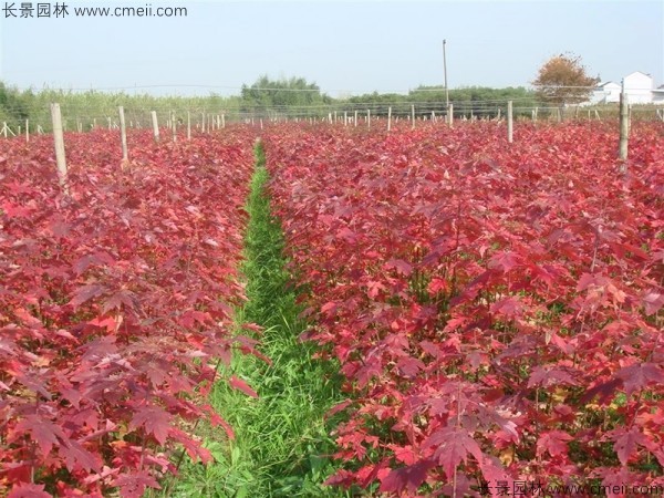 美國(guó)紅楓種子發(fā)芽出苗圖片 美國(guó)紅楓種子發(fā)芽出苗圖片