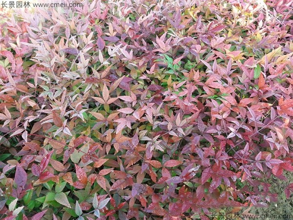 紅天竹種子發(fā)芽出苗圖片 紅天竹種子發(fā)芽出苗圖片