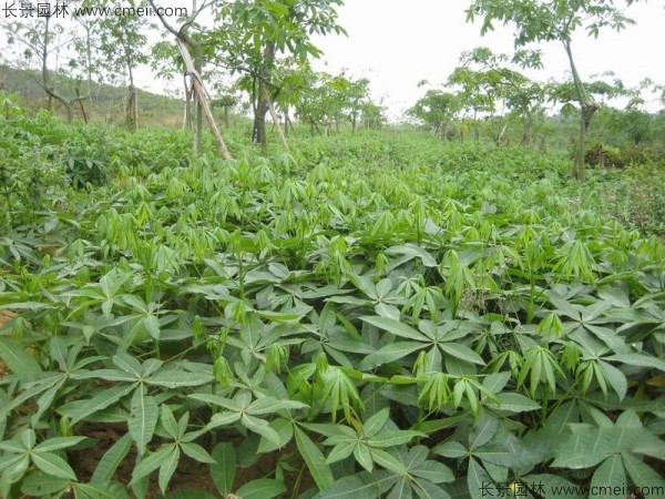 幌傘楓種子發(fā)芽出苗圖片 幌傘楓種子發(fā)芽出苗圖片