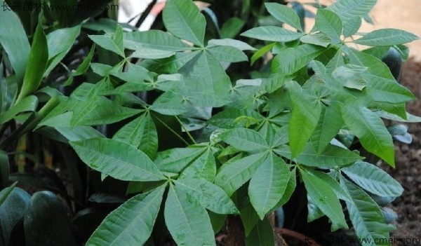 幌傘楓種子發(fā)芽出苗圖片 幌傘楓種子發(fā)芽出苗圖片