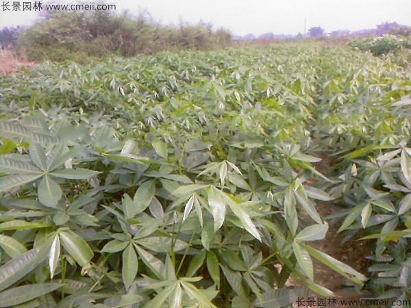 幌傘楓種子發(fā)芽出苗圖片 幌傘楓種子發(fā)芽出苗圖片